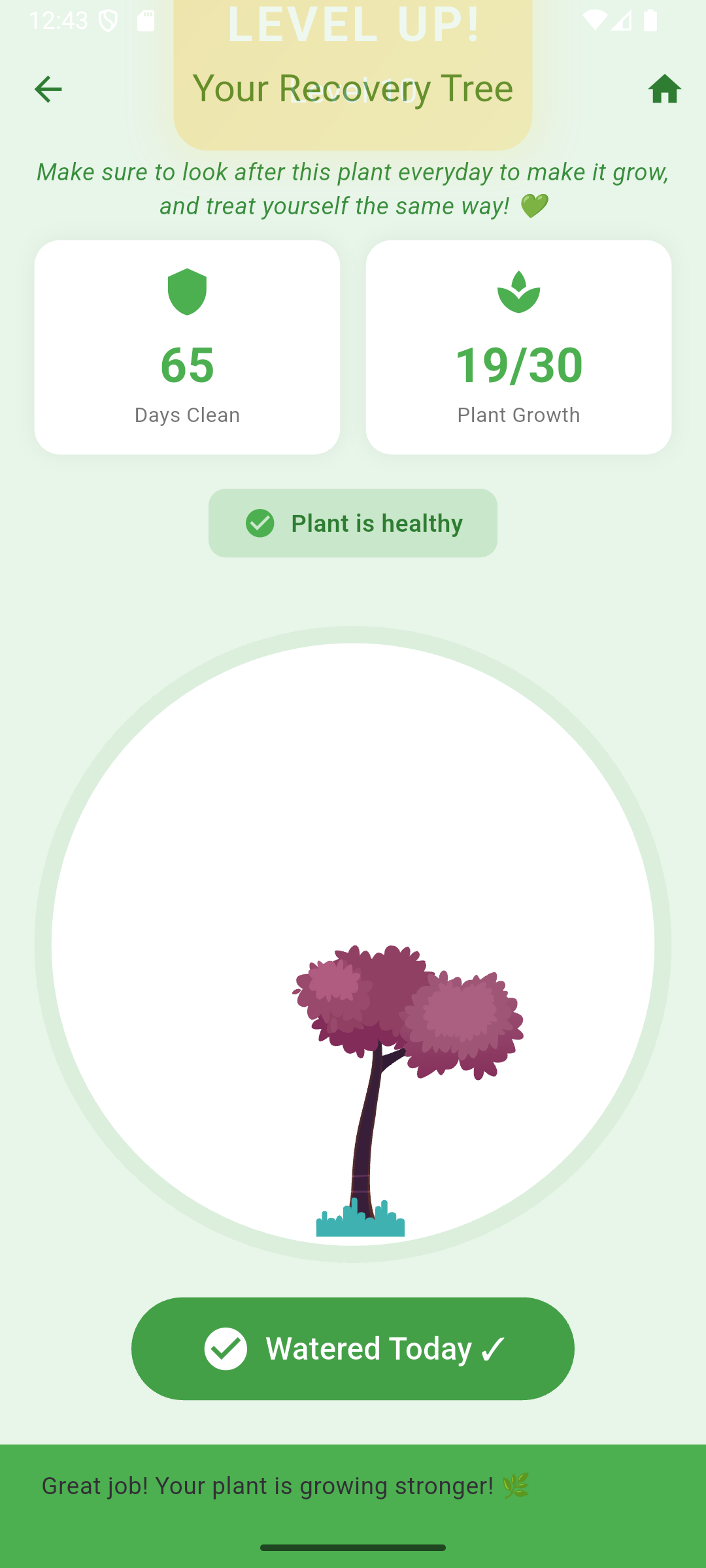 Recovery Tree watered